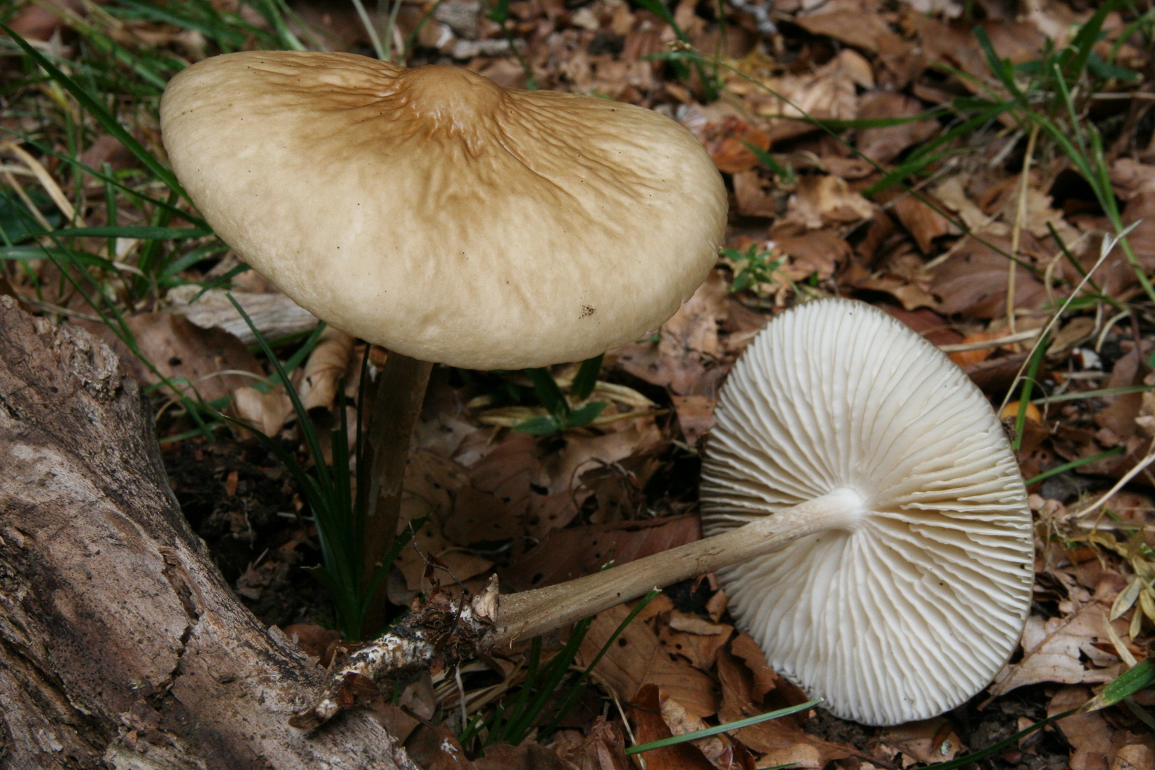 Hymenopellis radicata