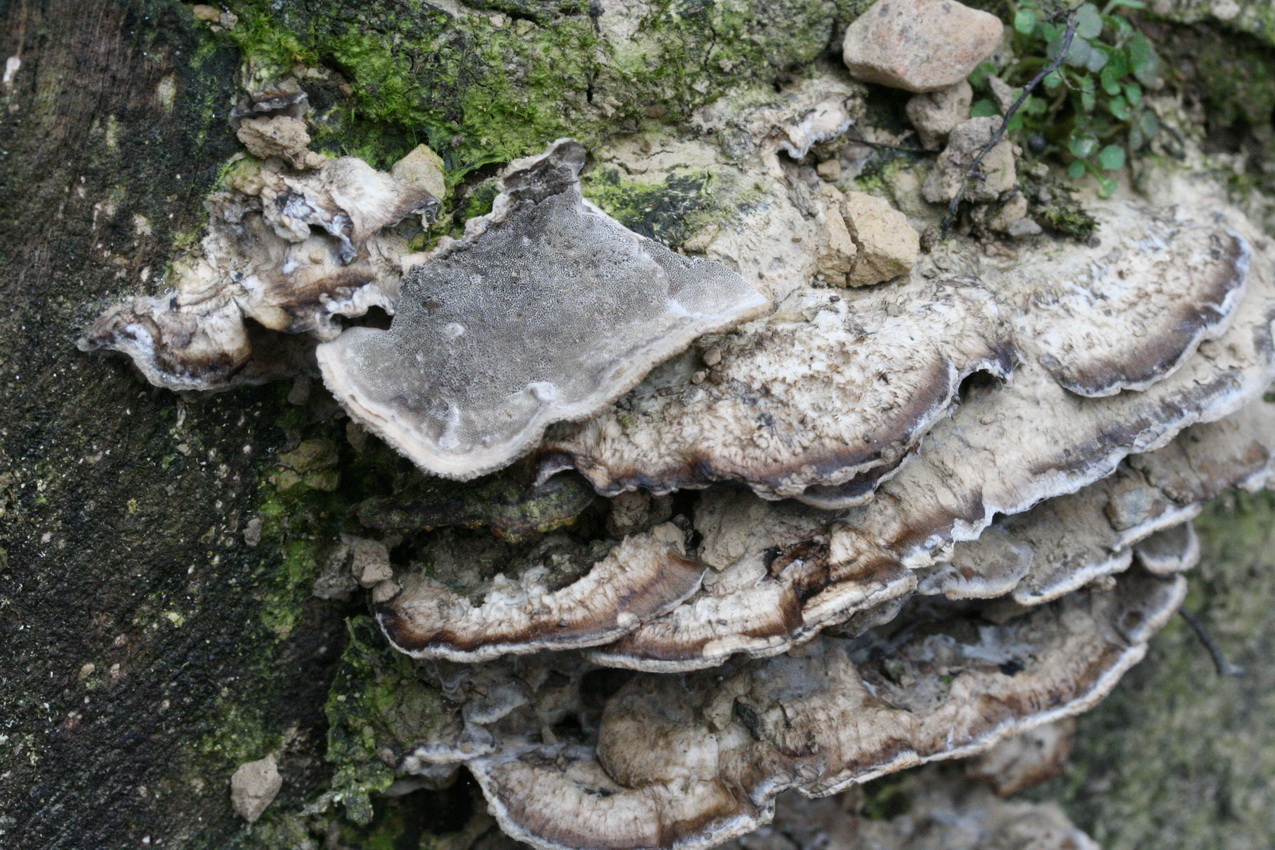 Bjerkandera adusta
