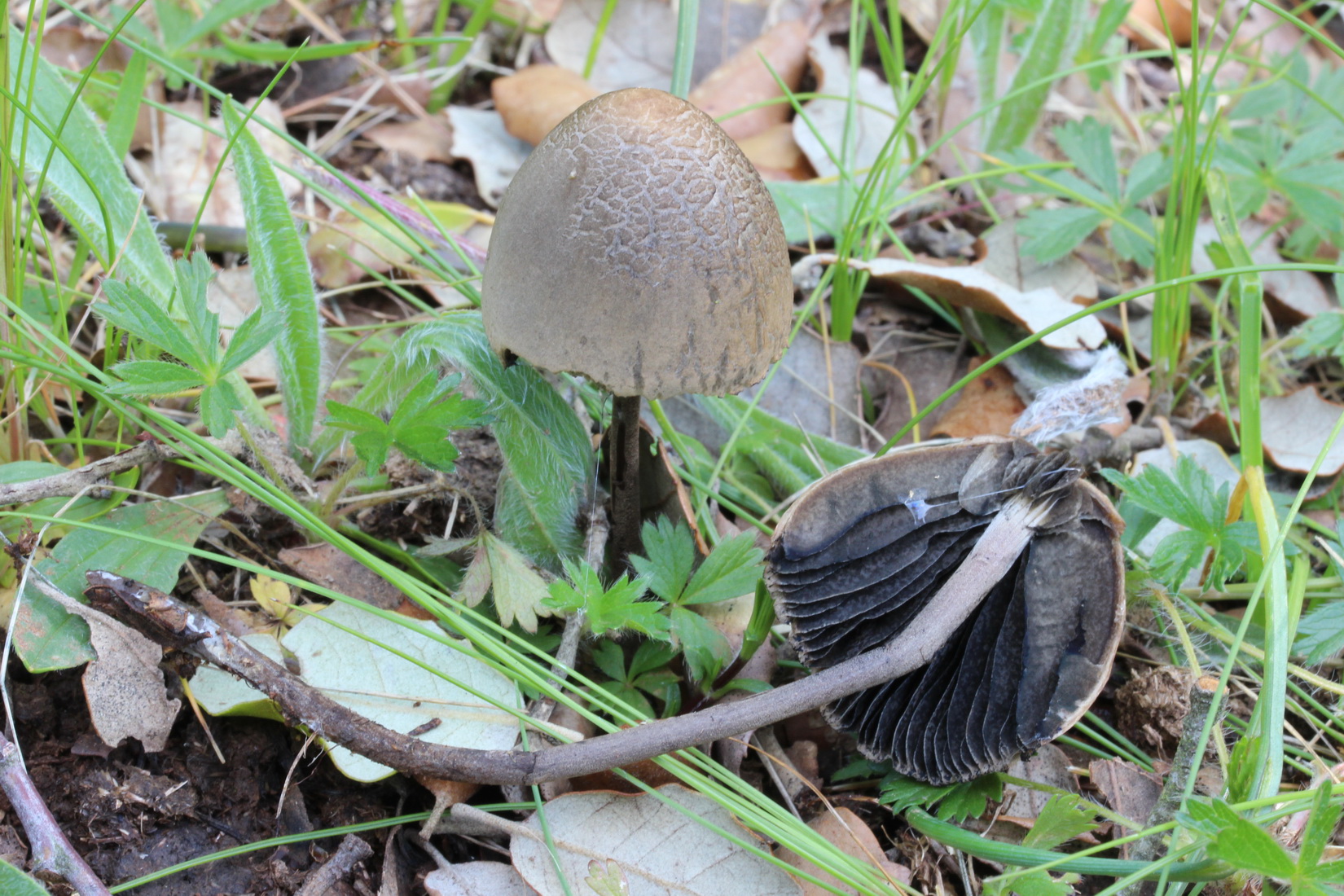 Panaeolus papilionaceus