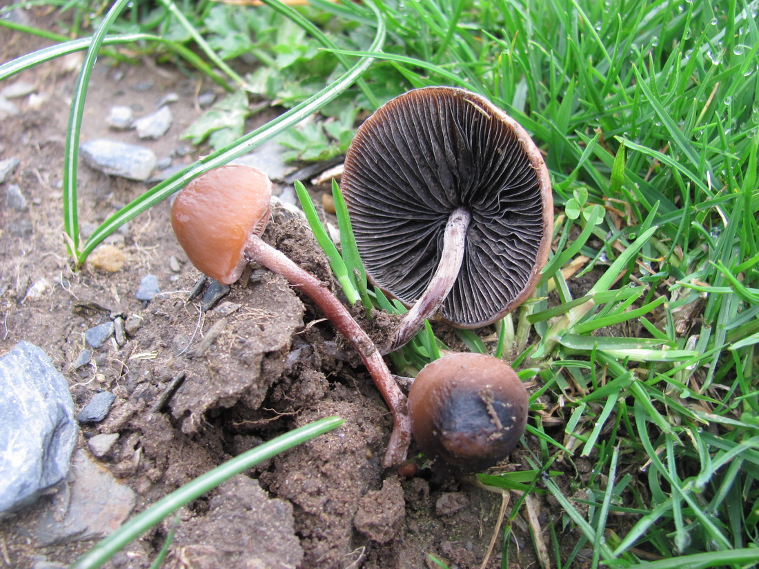 Panaeolus rickenii