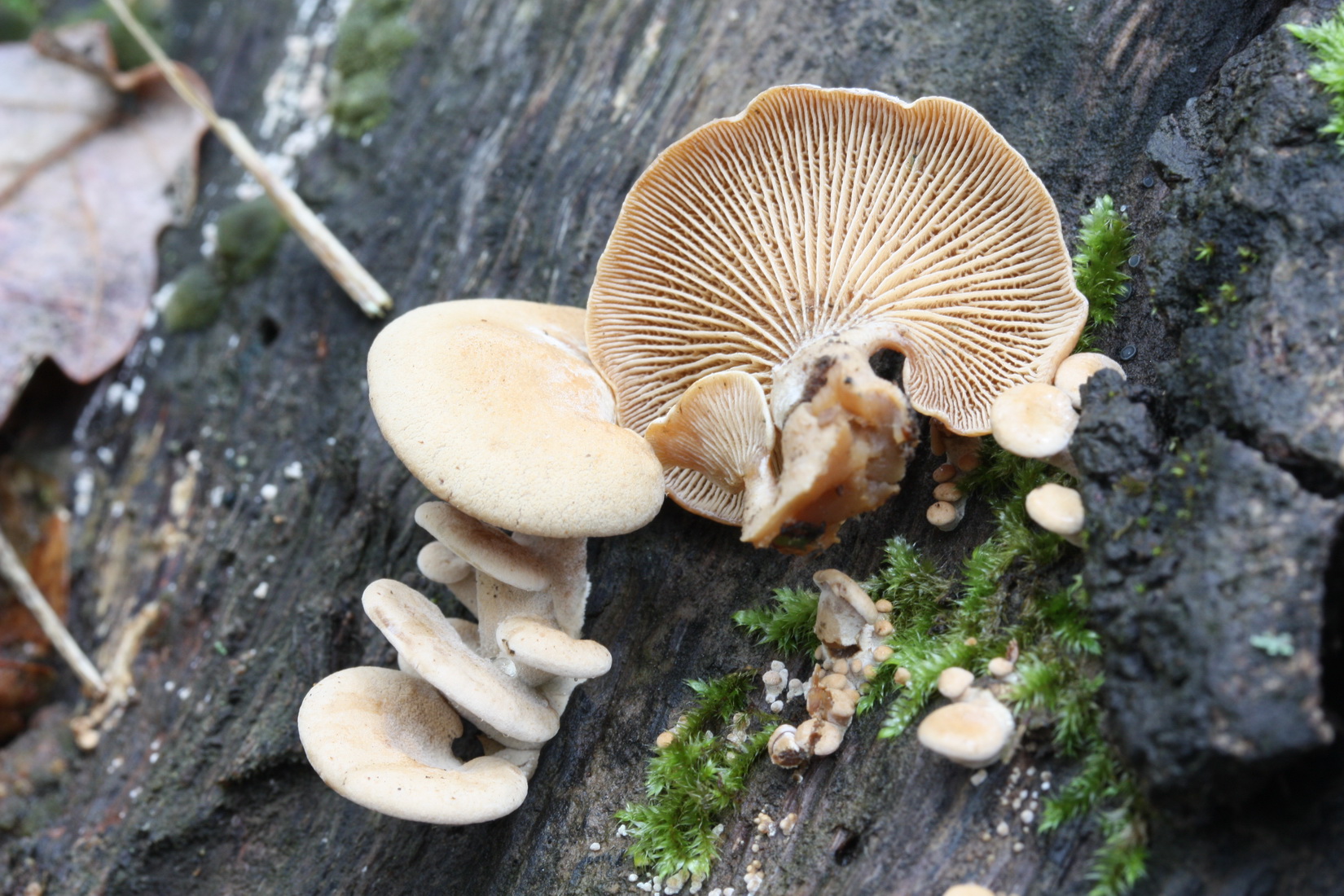 Panellus stipticus