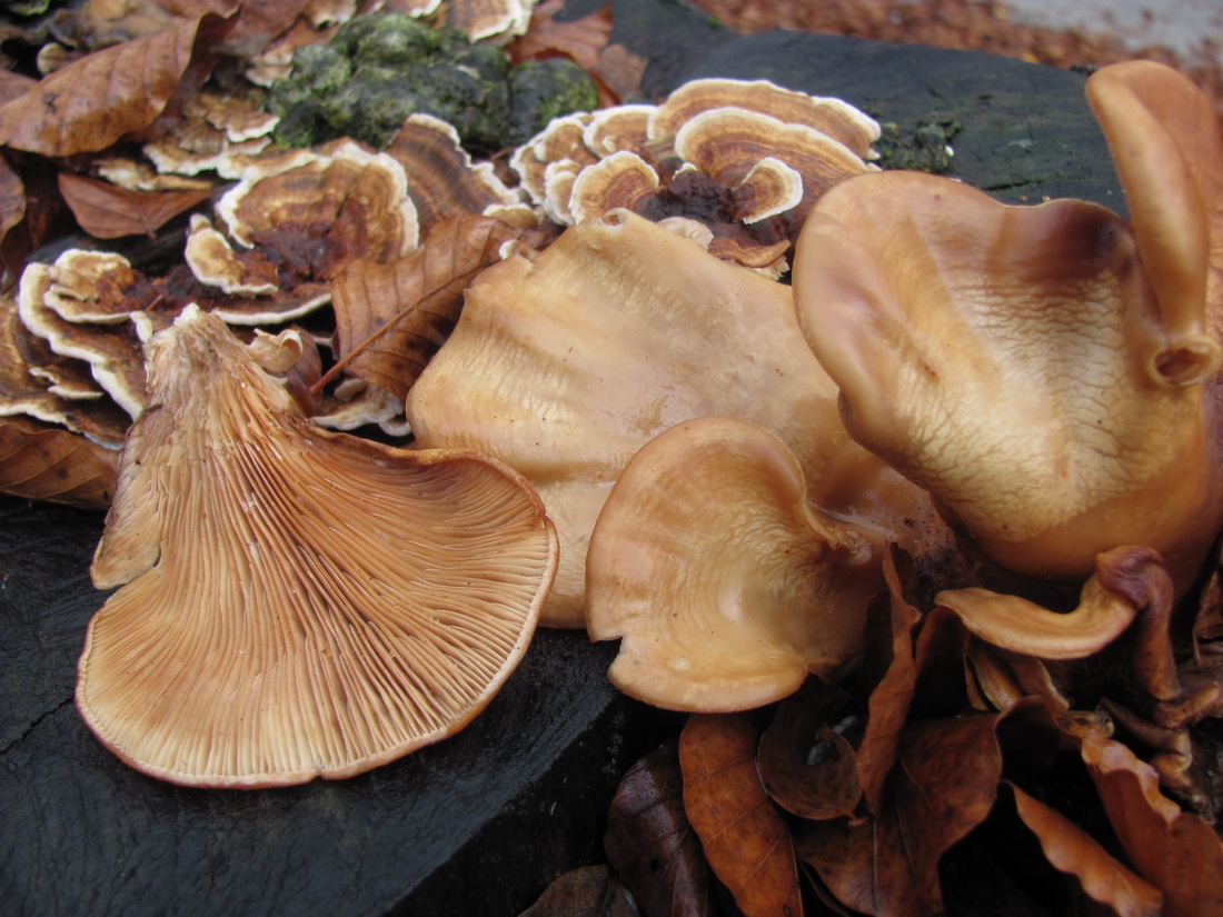 Panus conchatus