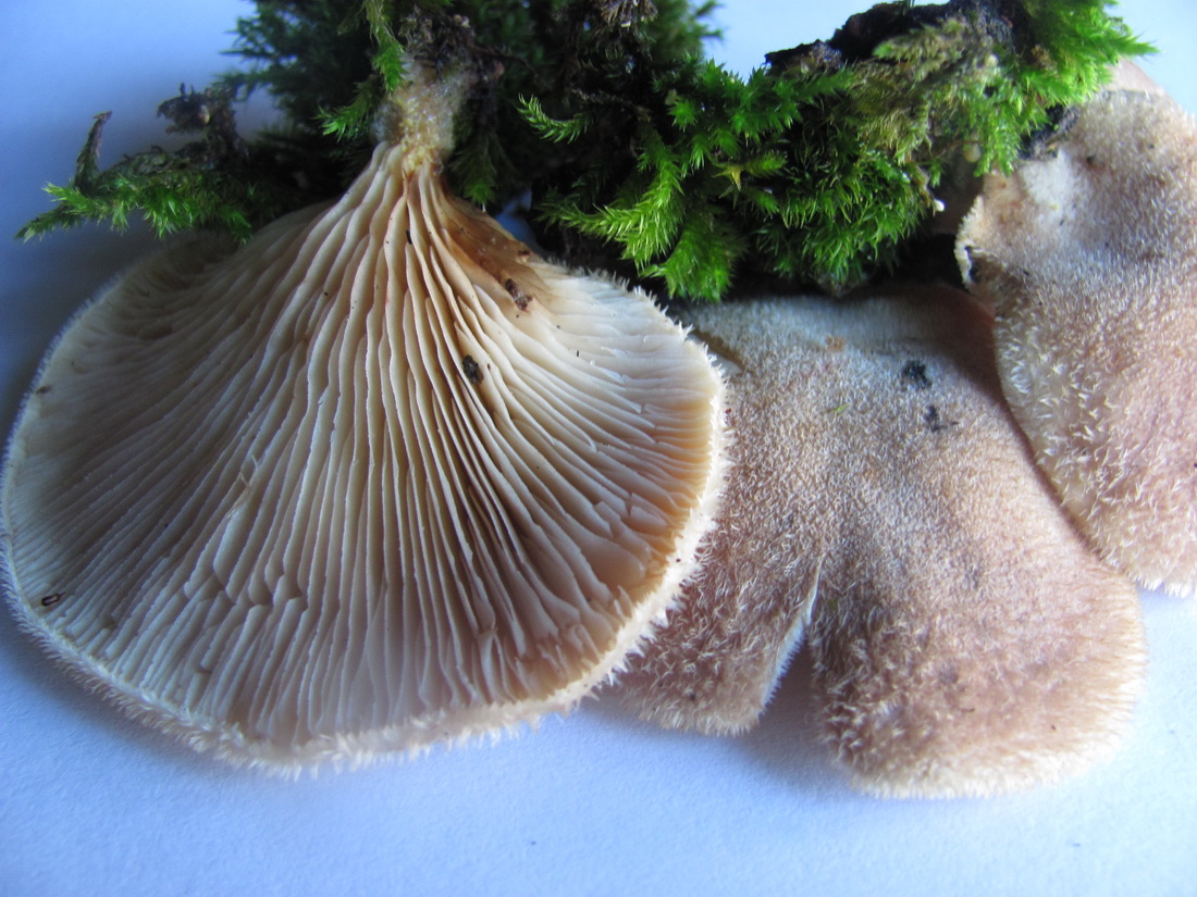 Panus neostrigosus
