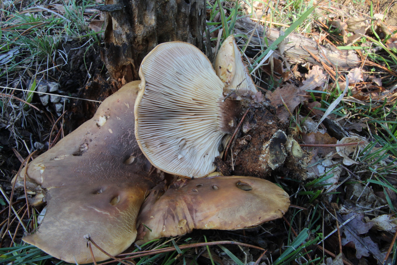 Tapinella atrotomentosa