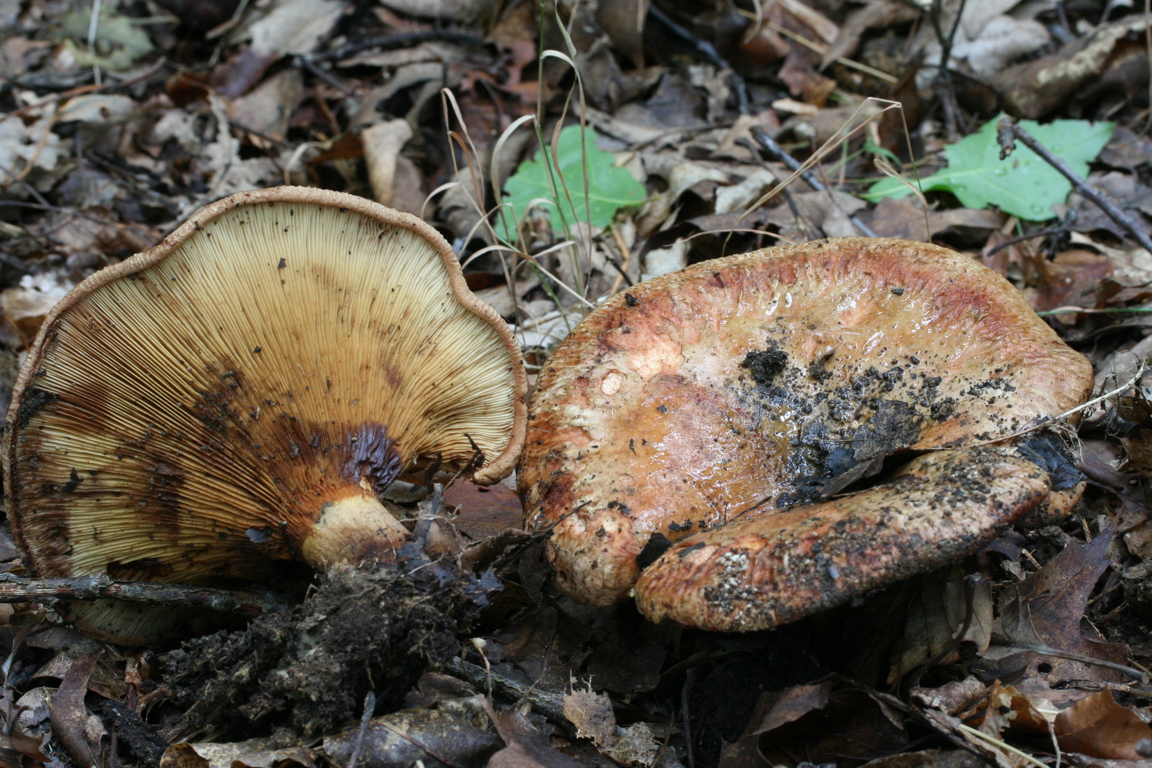 Paxillus involutus