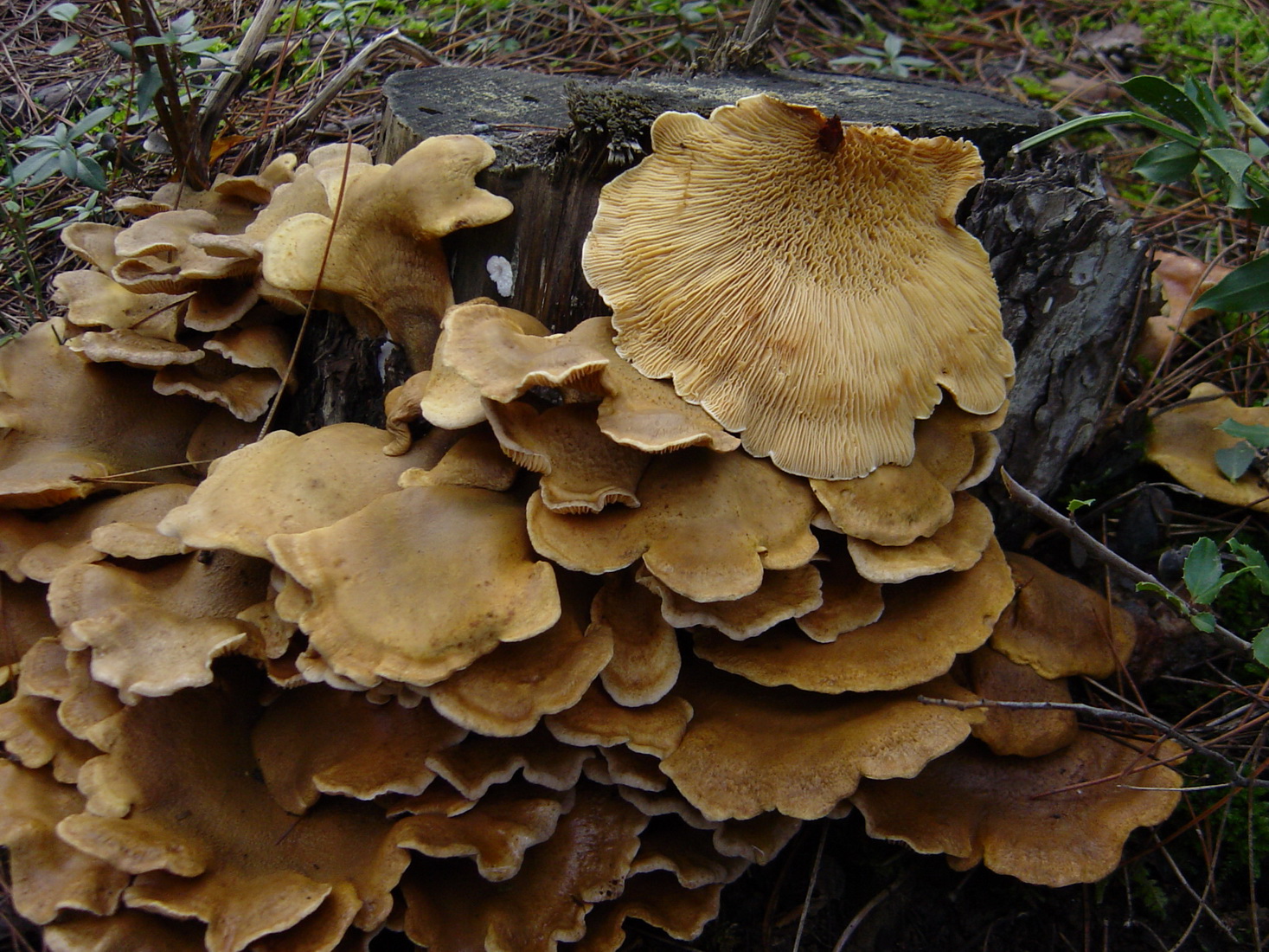 Tapinella panuoides