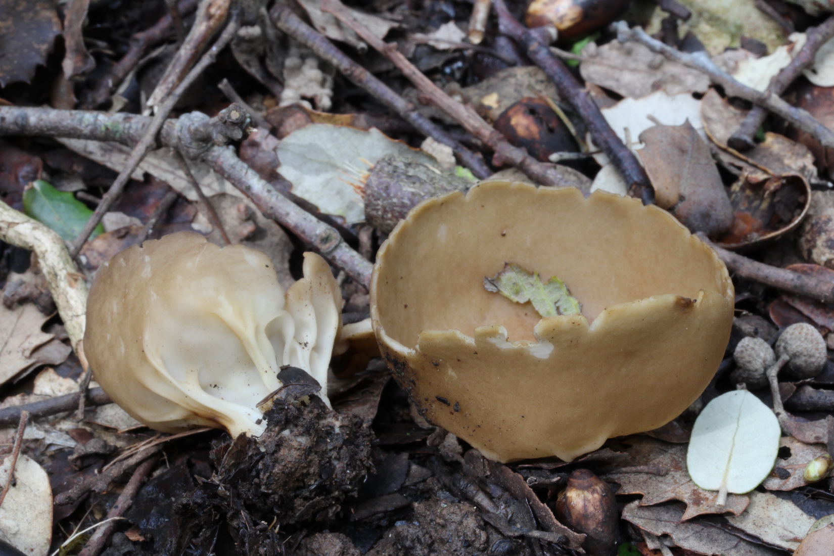 Helvella acetabulum