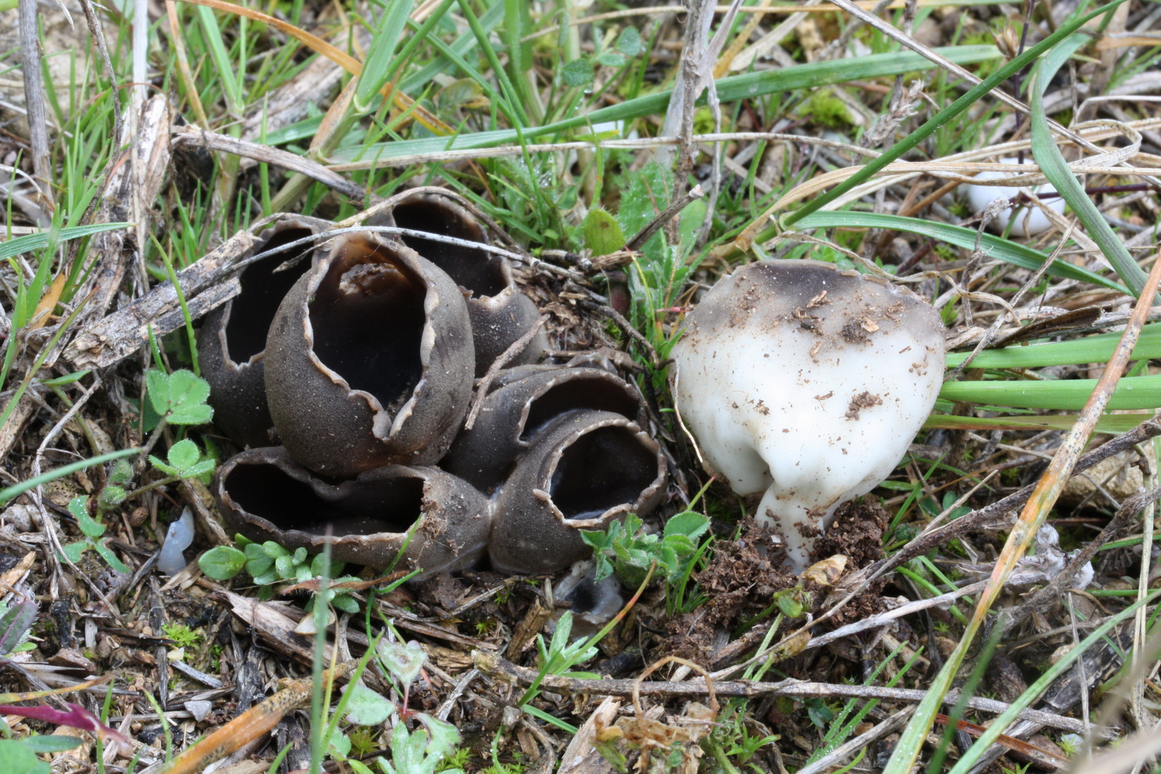 Helvella leucomelaena