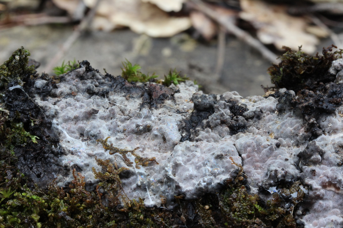 Peniophora quercina