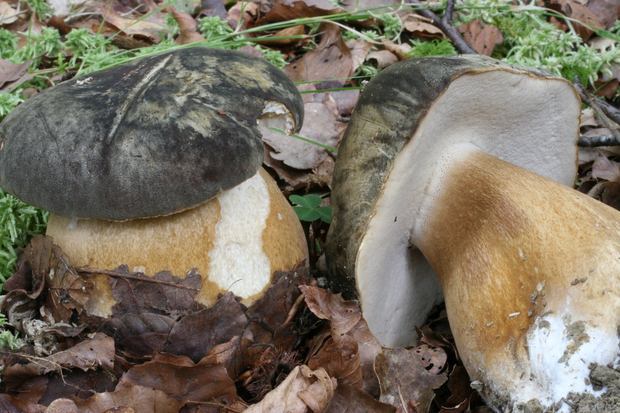 Boletus aereus