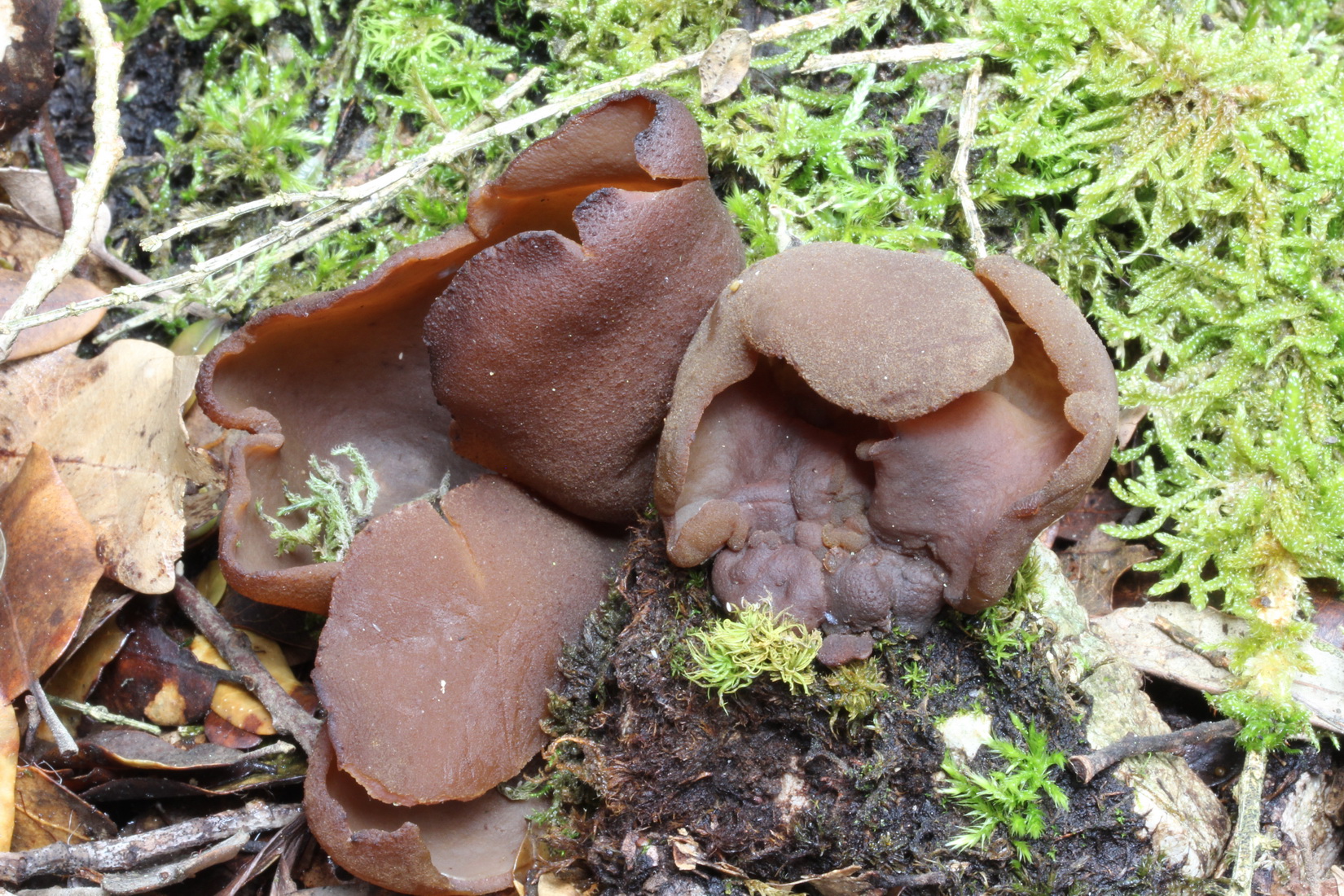 Peziza phyllogena