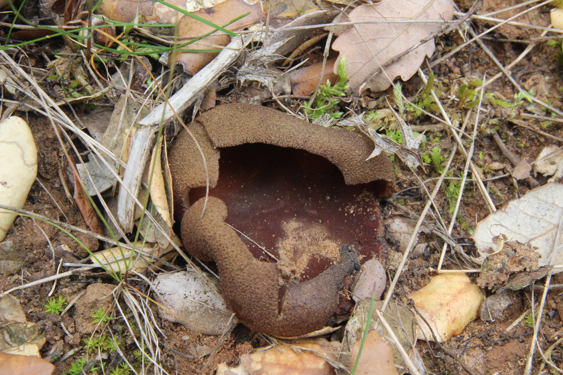 Peziza echinospora