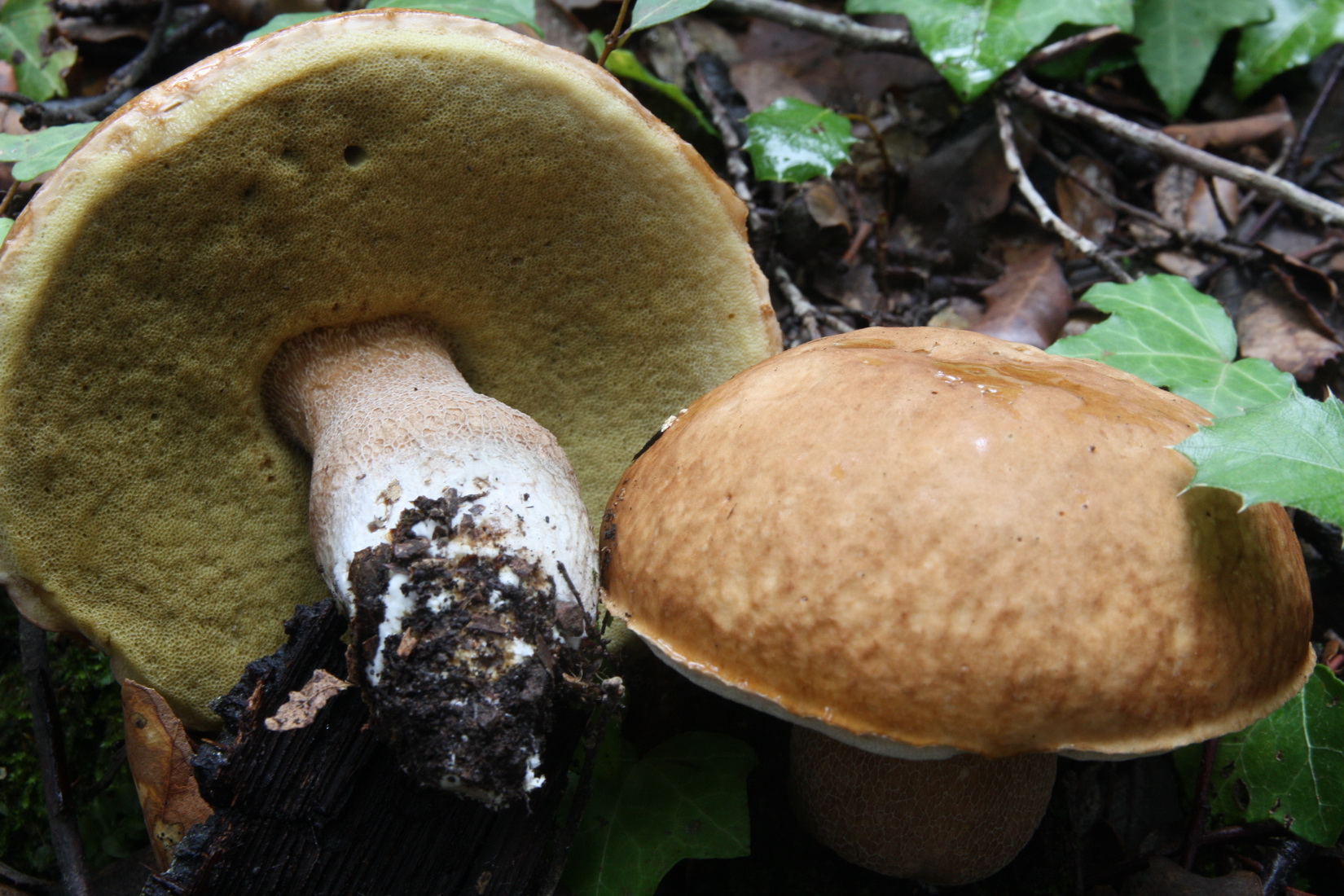 Boletus reticulatus