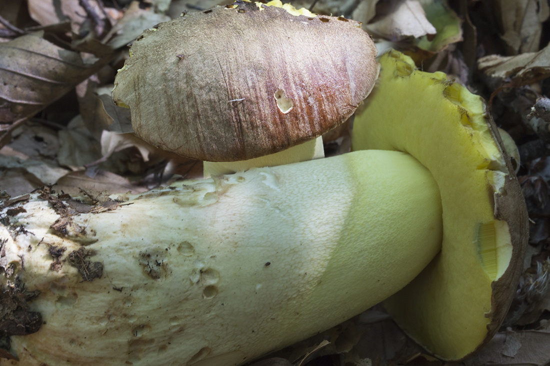 Butyriboletus appendiculatus