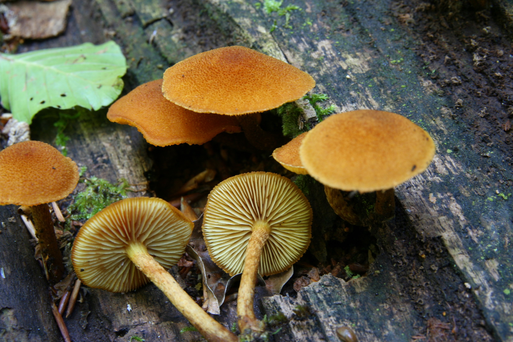 Flammulaster limulatus
