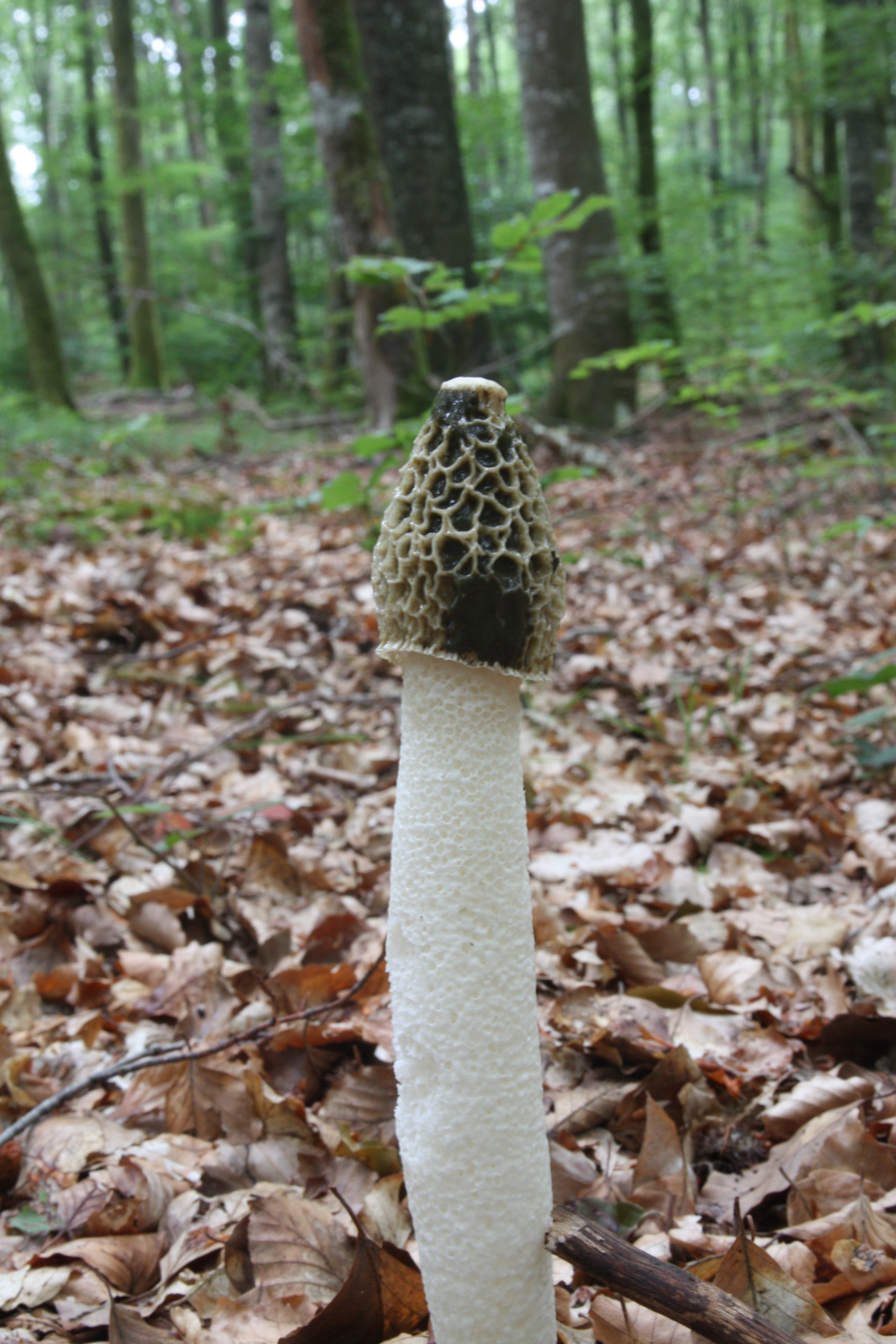 Phallus impudicus