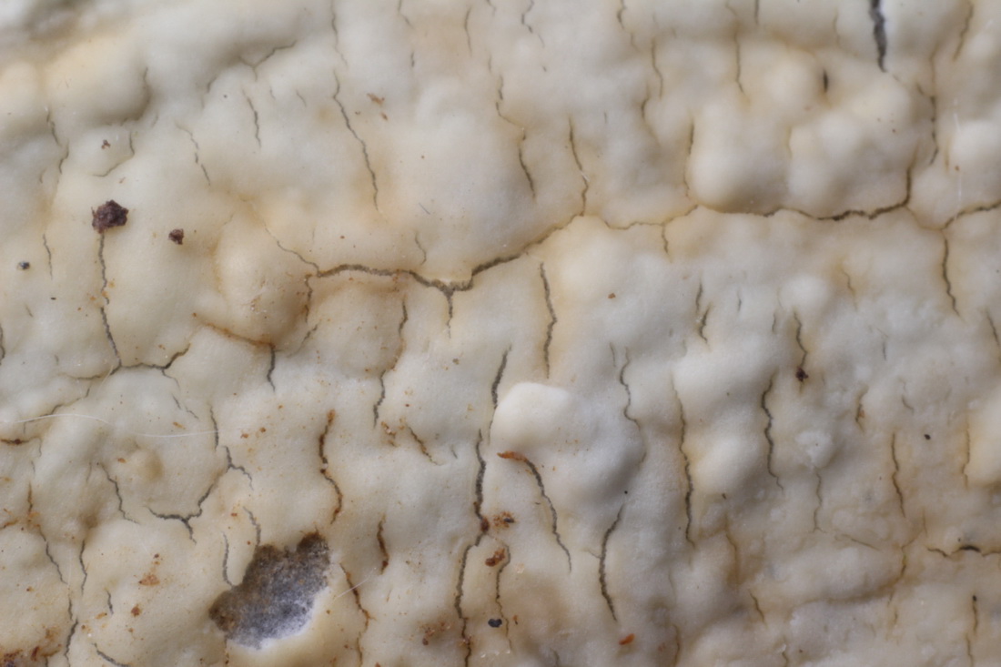 Phanerochaete sordida