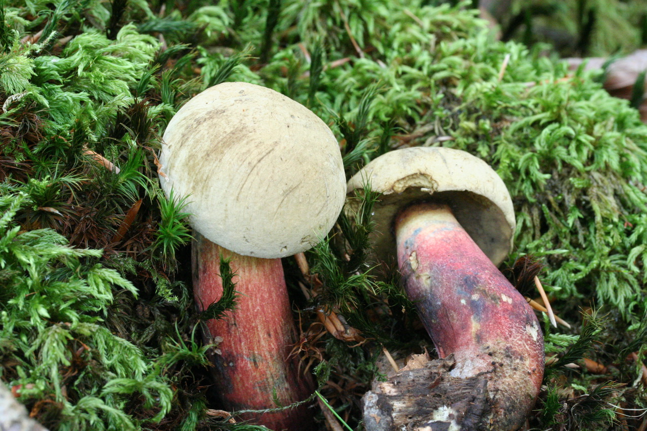 Caloboletus calopus