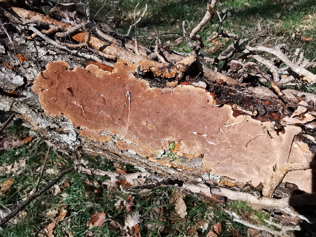 Fuscoporia ferrea