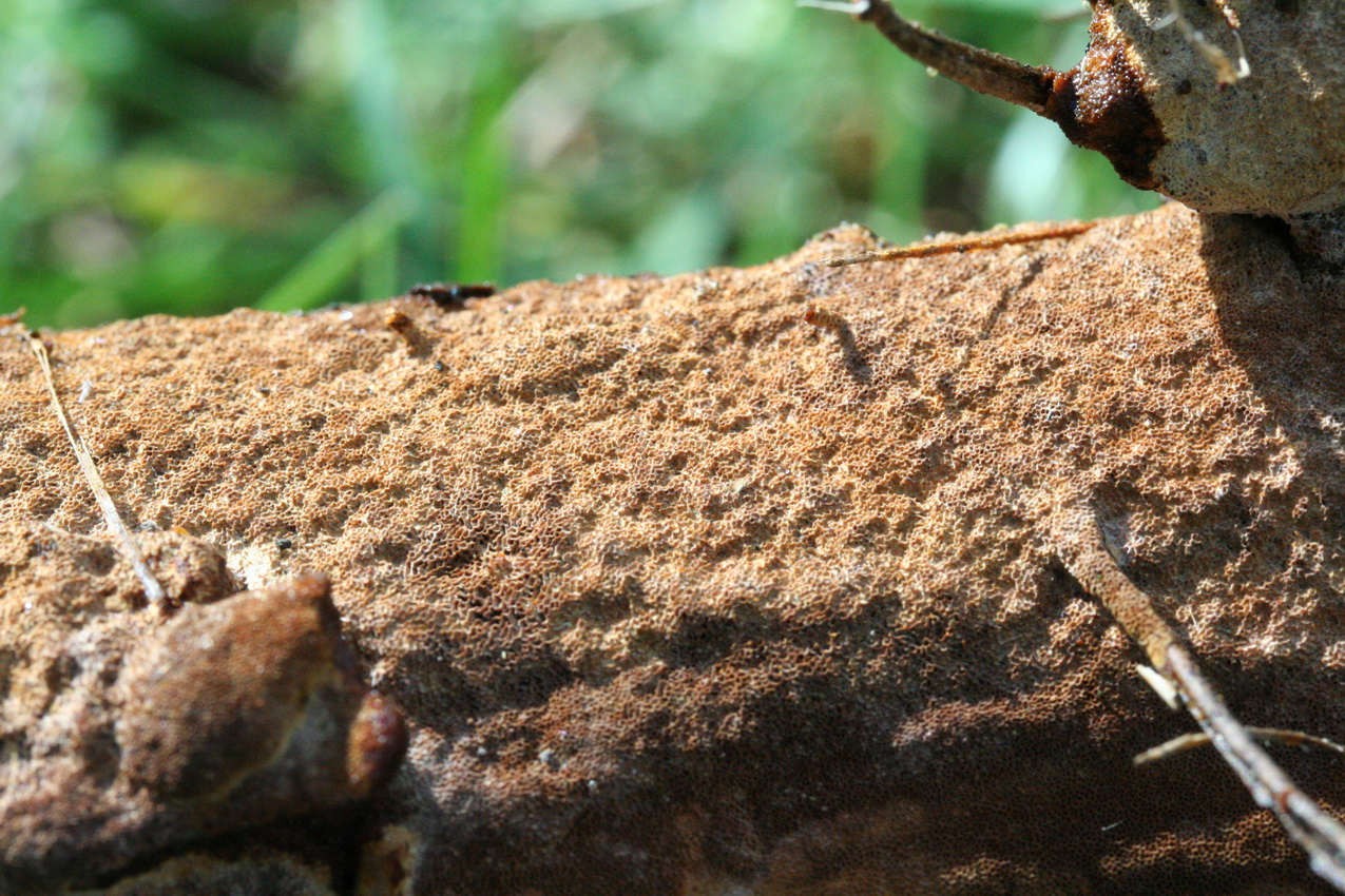 Fuscoporia ferruginosa