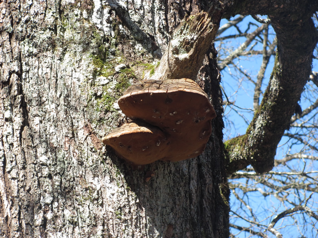 Fomitiporia robusta