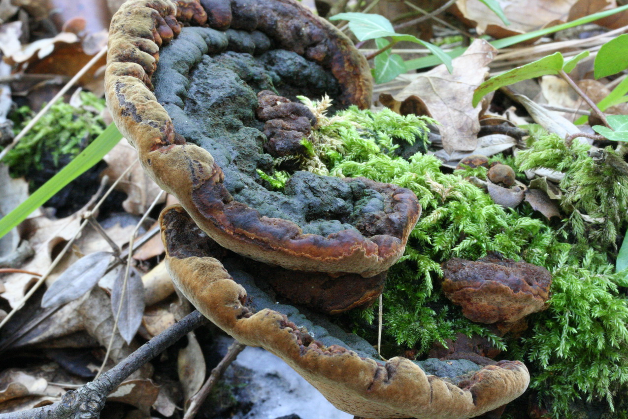 Fuscoporia torulosa
