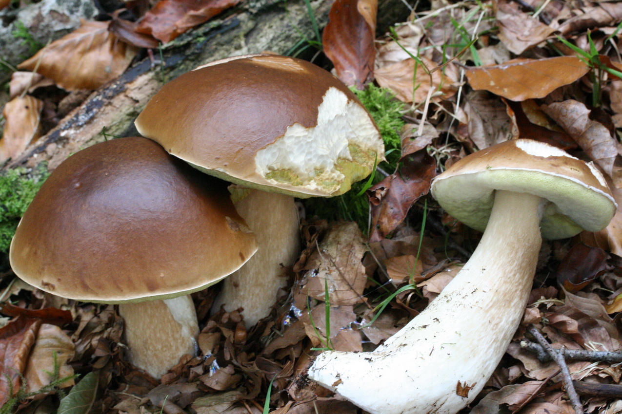 Boletus edulis
