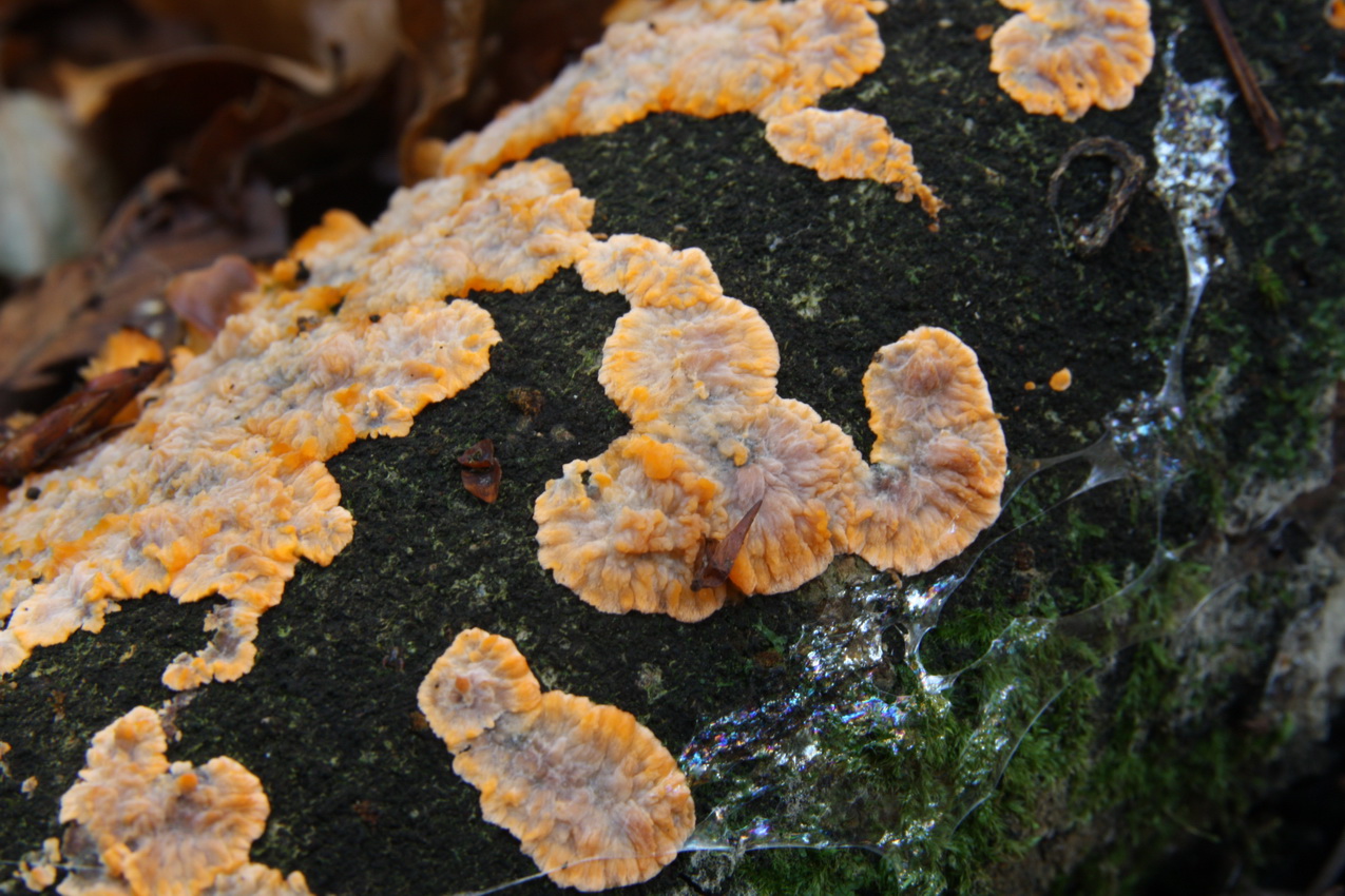 Phlebia radiata