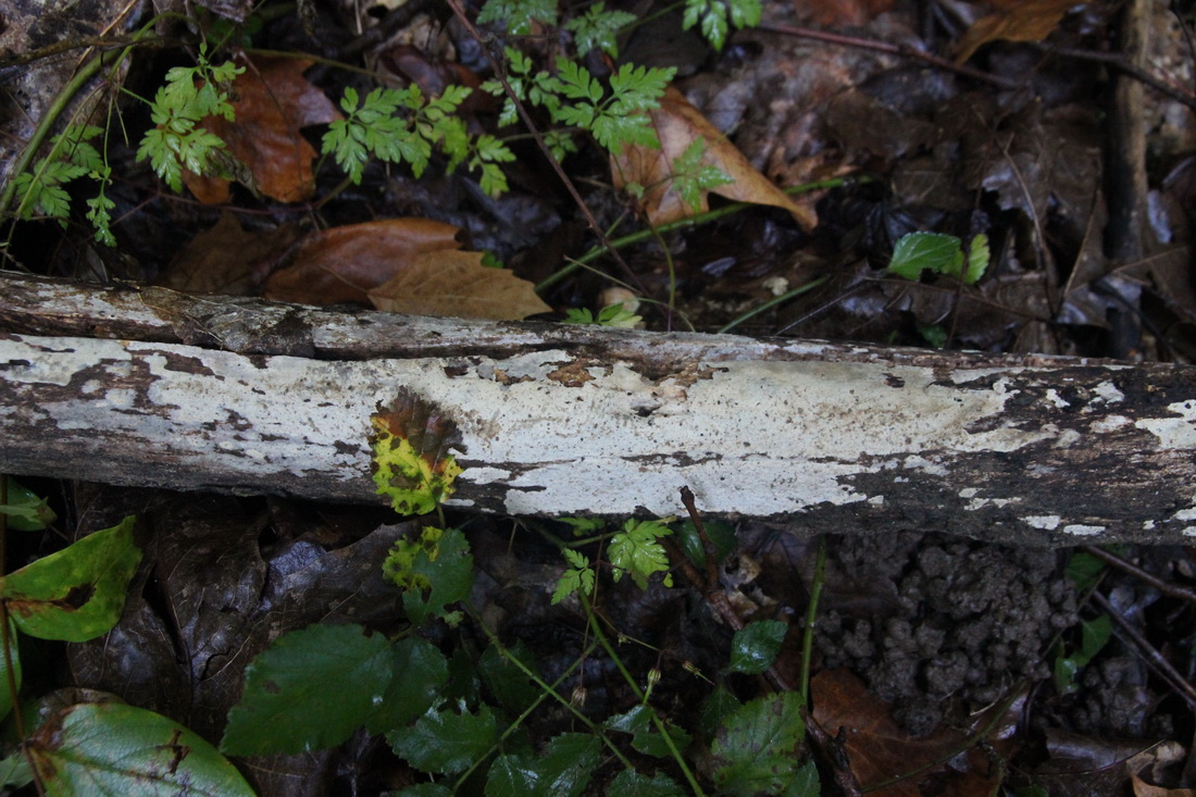Phlebiopsis ravenelii