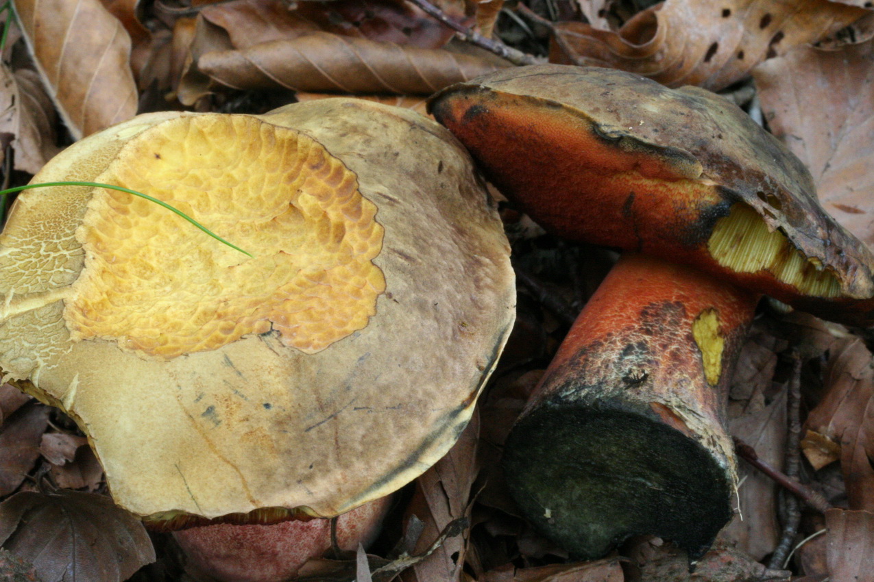 Neoboletus erythropus