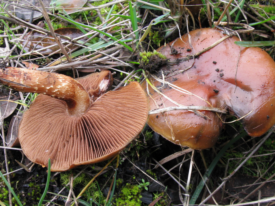 Pholiota highlandensis