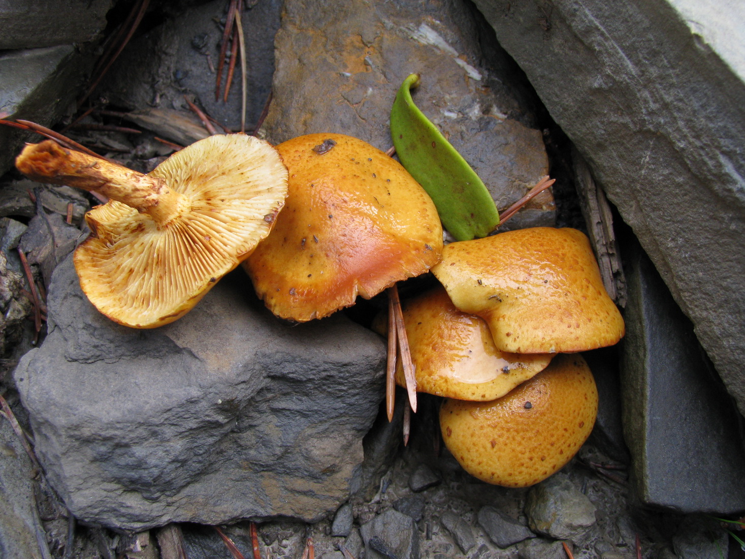 Pholiota lucifera