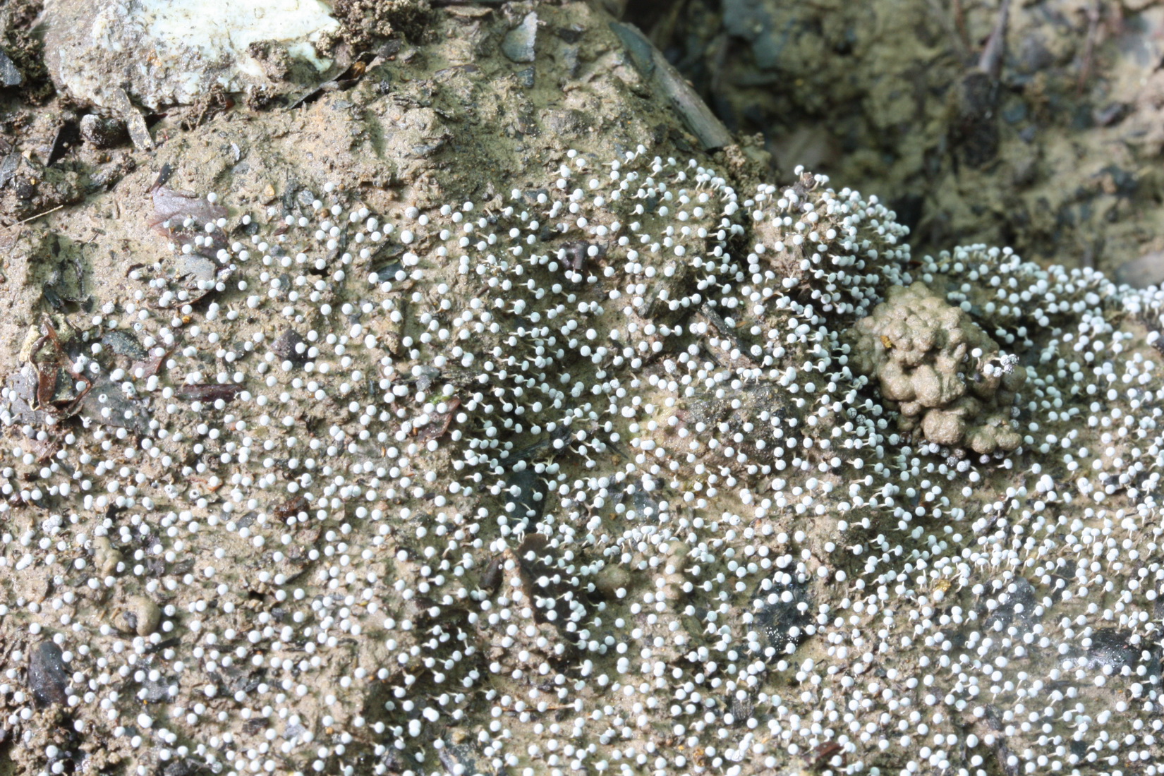 Physarum nutans