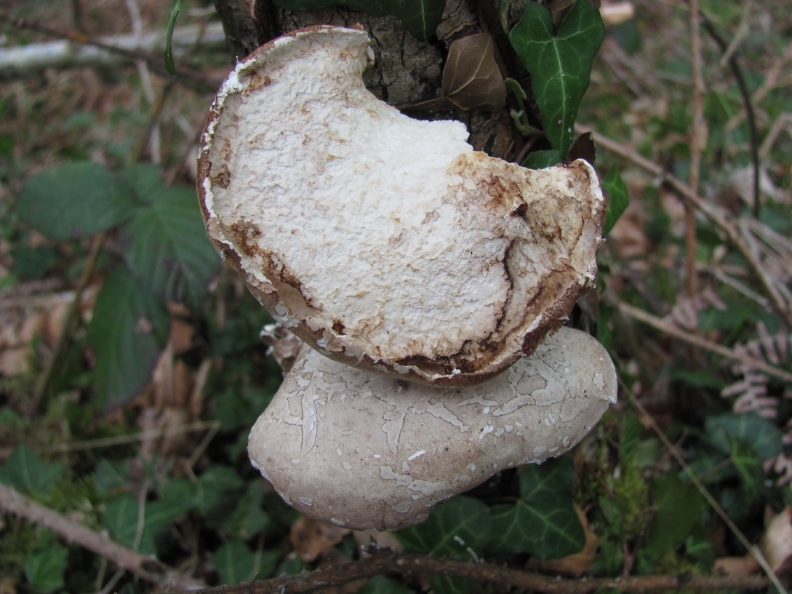 Fomitopsis betulina