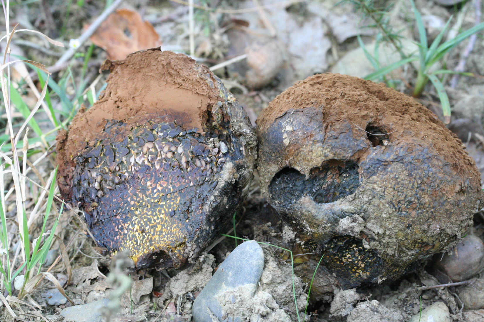 Pisolithus arhizus