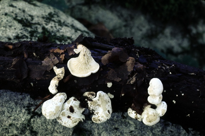 Cheimonophyllum candidissimum
