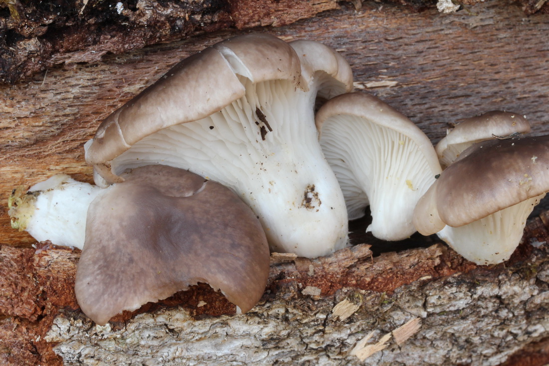 Pleurotus cornucopiae