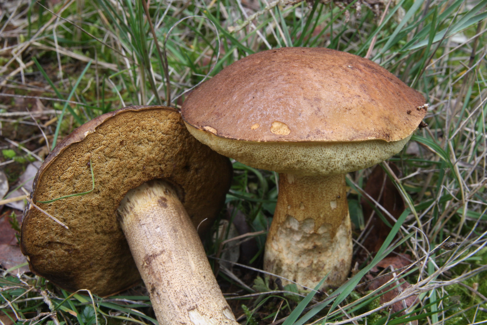 Leccinellum lepidum