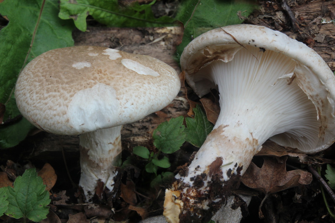 Pleurotus dryinus
