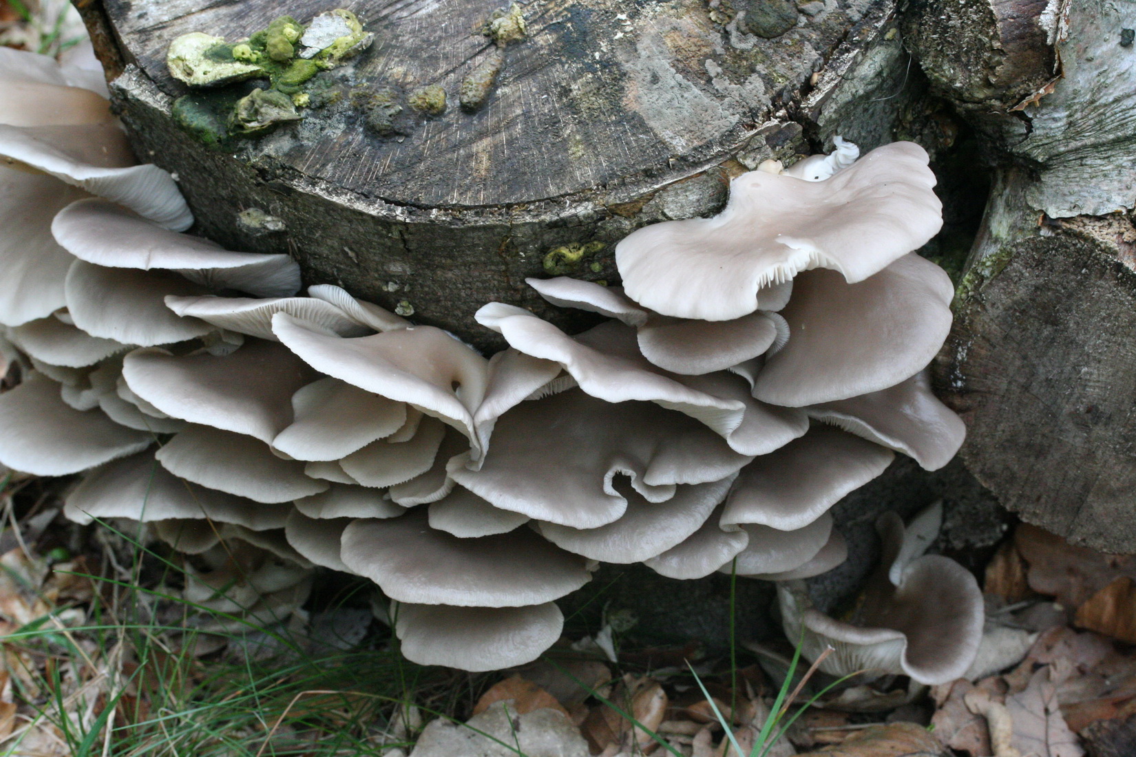 Pleurotus pulmonarius