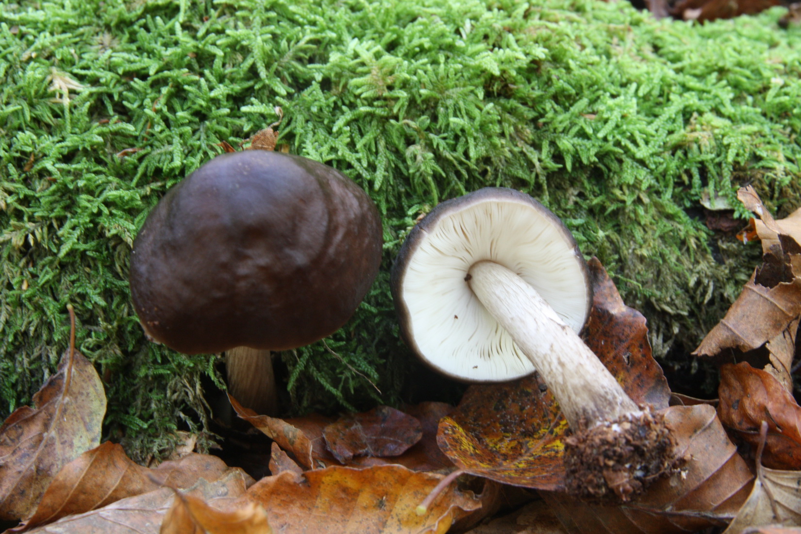 Pluteus cervinus
