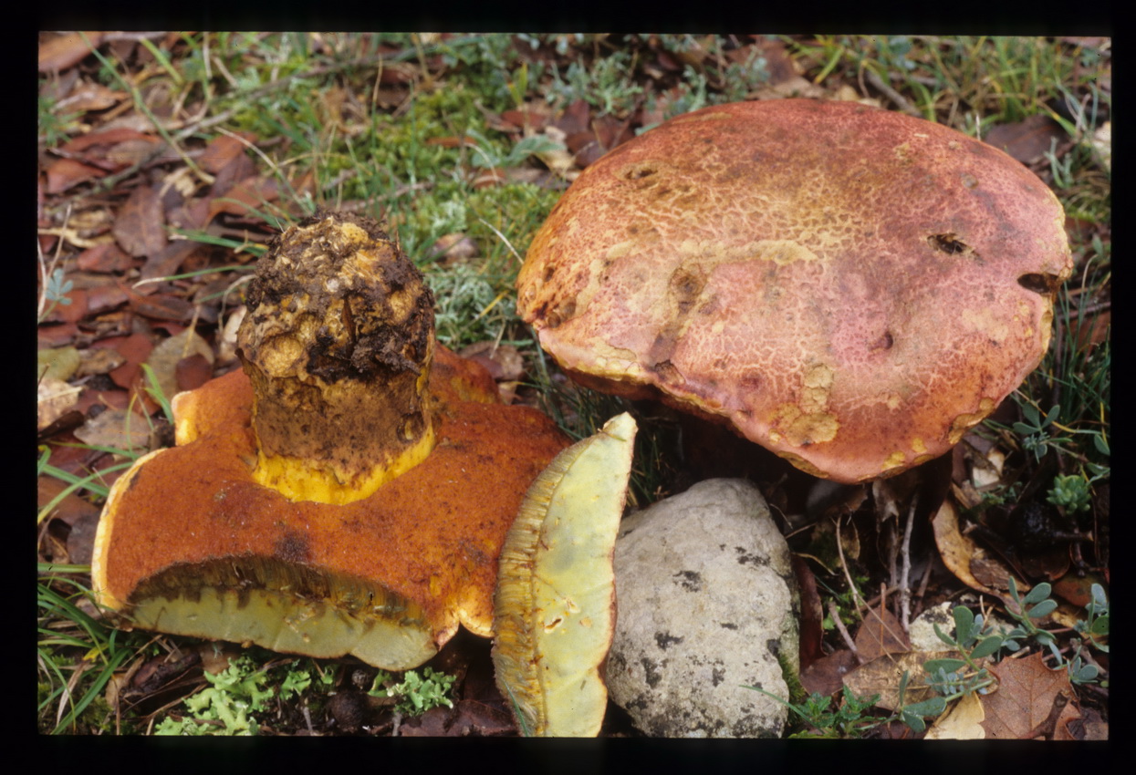 Rubroboletus lupinus