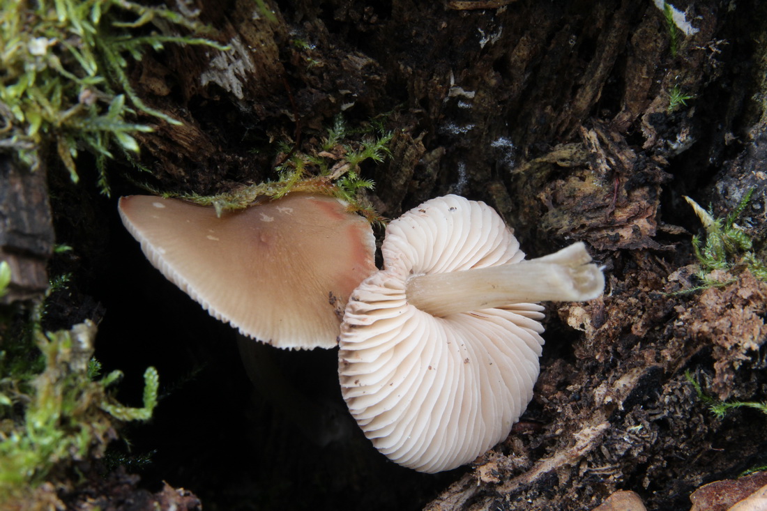 Pluteus chrysophaeus
