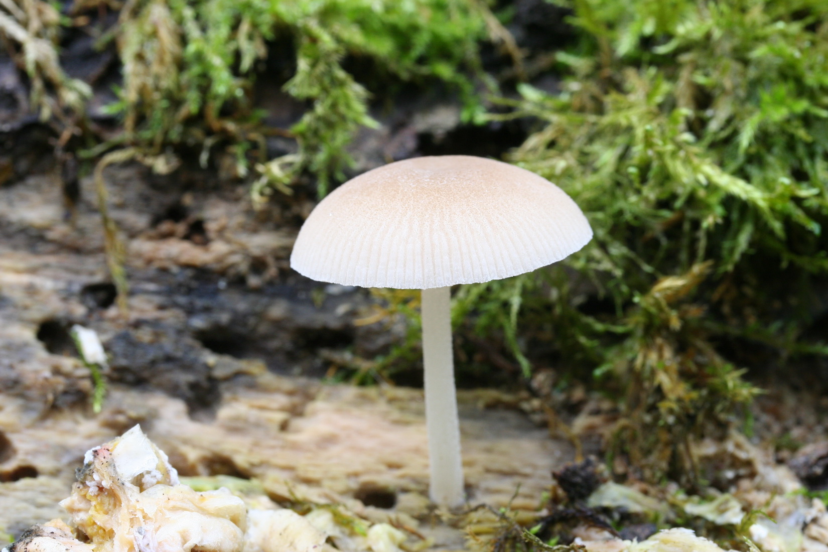 Pluteus exiguus