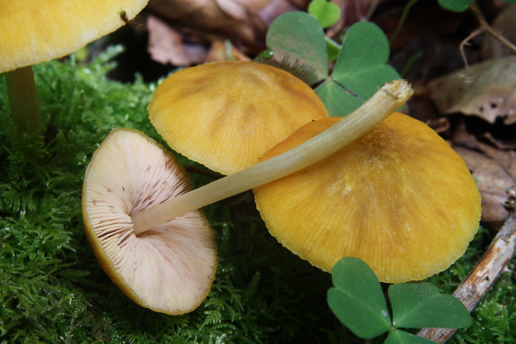 Pluteus leoninus