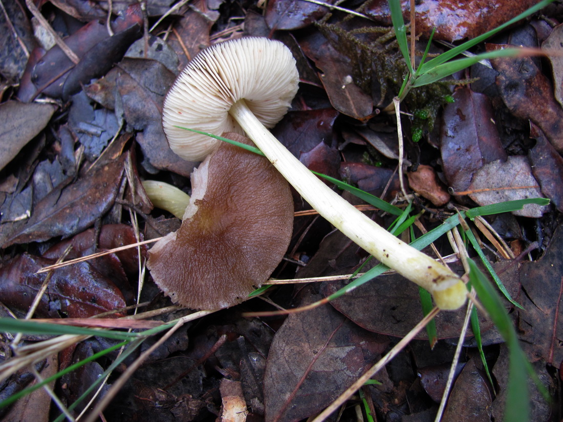 Pluteus romellii