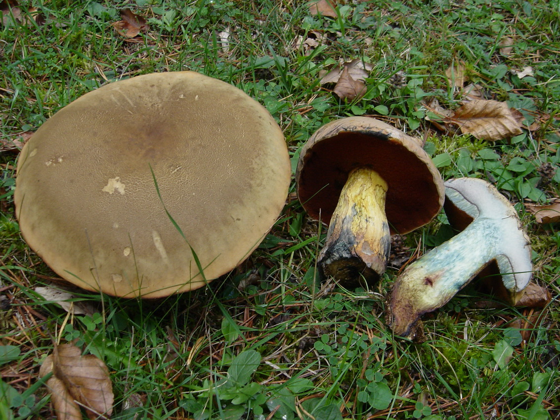 Suillellus luridus