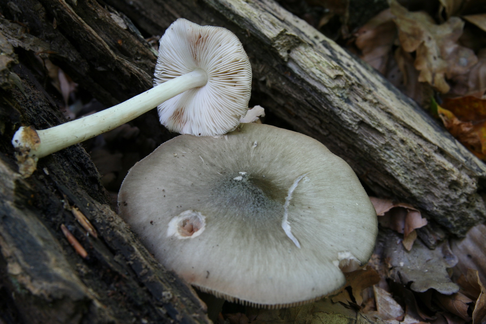 Pluteus salicinus