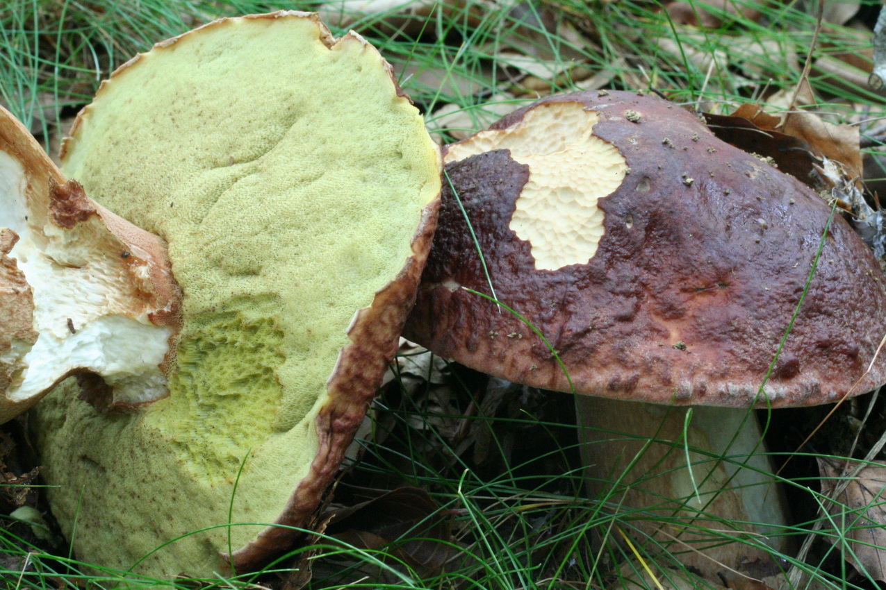 Boletus pinophilus