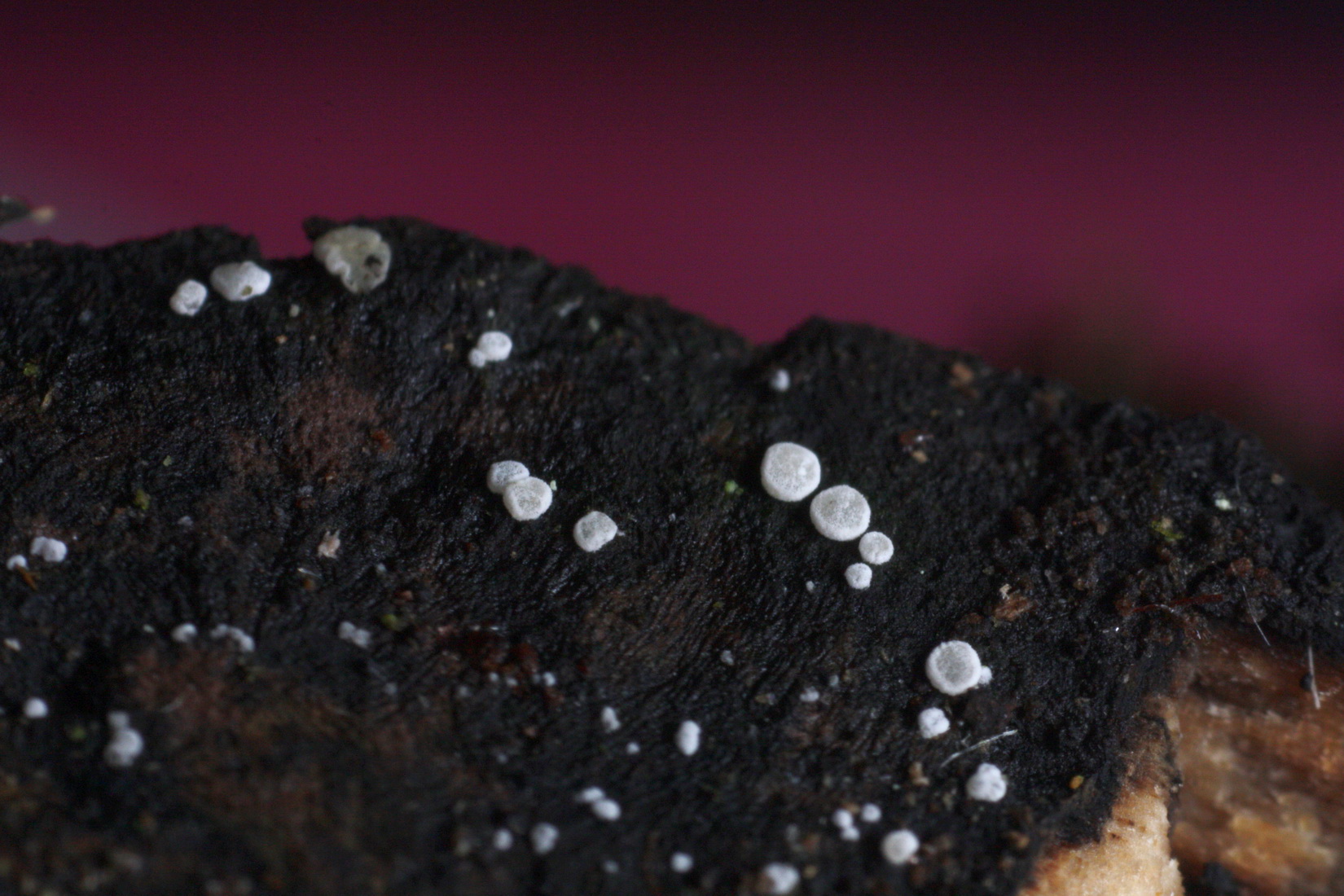 Polydesmia pruinosa